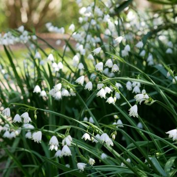 Leucojum aestivum, Fiocco di neve estivo o Giglio di Loddon