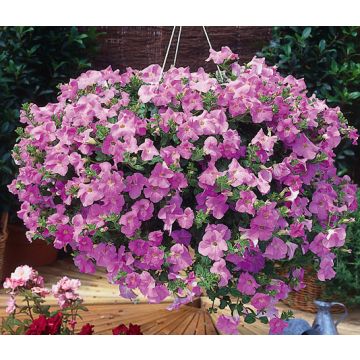 SURFINIA ® PASTEL 2000 Sunpapi Le plant