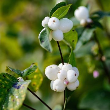 Symphoricarpos Albus White Hedge