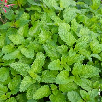 Melissa officinalis Citronella BIO