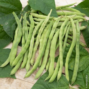 Fagiolini o Fagioli mangiatutto Neckarkönigin BIO