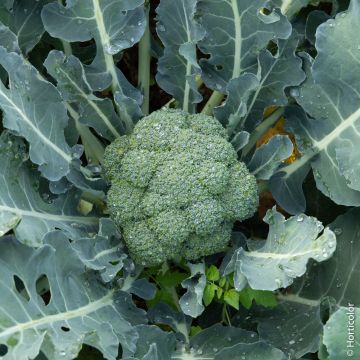 Cavolo Broccolo Calabrese Natalino BIO