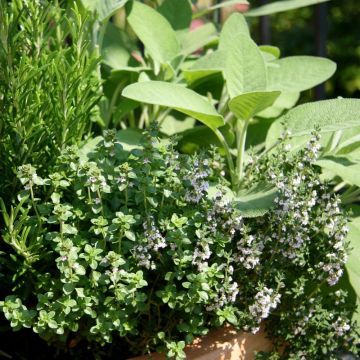 Timo officinale BIO per Giardini Indoor