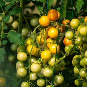 Pomodoro ciliegino giallo Cereza Amarilla BIO