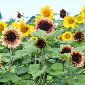 Girasole Beauté d'Automne La bustina