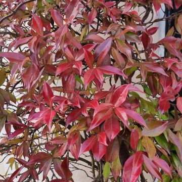 Gelsomino stellato jasminoïdes Winter Ruby ® Trared