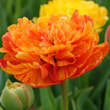 Tulipano doppio tardivo Soleil Levant Tulipano doppio tardivo Soleil Levant