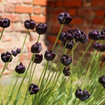 Tulipano doppio tardivo Black Hero