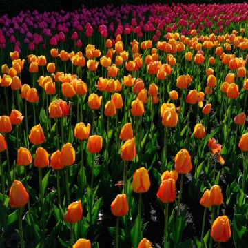 Tulipano Darwin Blushing Apeldoorn