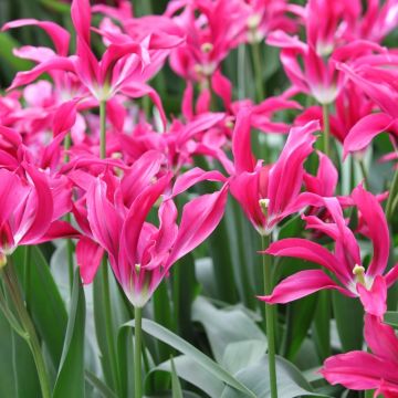 Tulipani Viridiflora Dolls Minuet