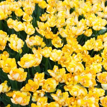 Tulipani Doppi Precoci Aquila