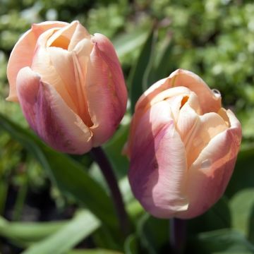 Tulipano doppio precoce La Belle Époque