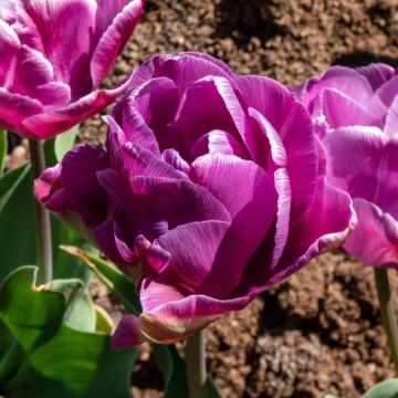 Tulipano doppio tardivo Blue Diamond