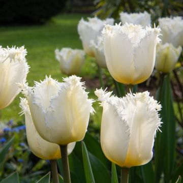 Tulipe dentelle Honeymoon