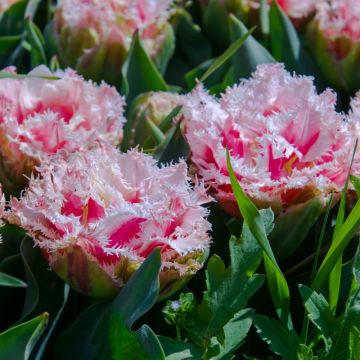 Tulipano doppio a pizzo Queensland