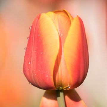 Tulipano Precoce Asahi