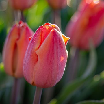 Tulipano semplice precoce SALMON PRINCE ®