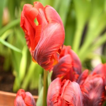 Tulipano pappagallo Rococo