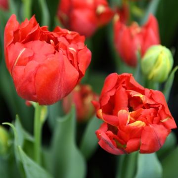 Tulipano doppio precoce Viking