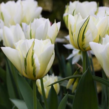 Tulipano Viridiflora Spring Green