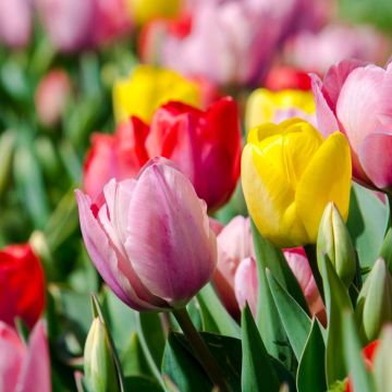 Tulipani Darwin in mix