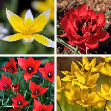 Tulipano nani mix La Folie