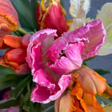 Tulipani pappagallo in mix