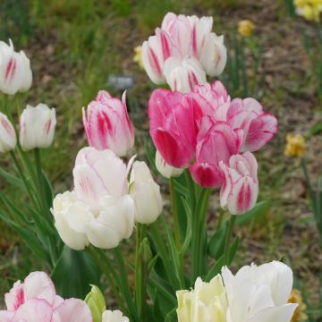 Tulipani a grandi fiori multipli in miscuglio Bouquet
