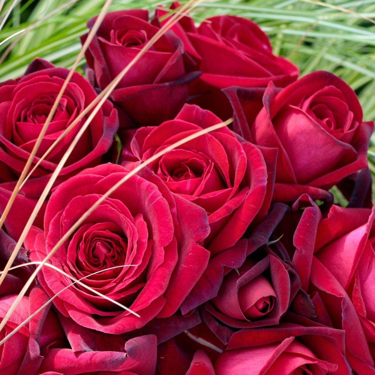 Rosa ad alberello EDITH PIAF® Meiramboys main product photo