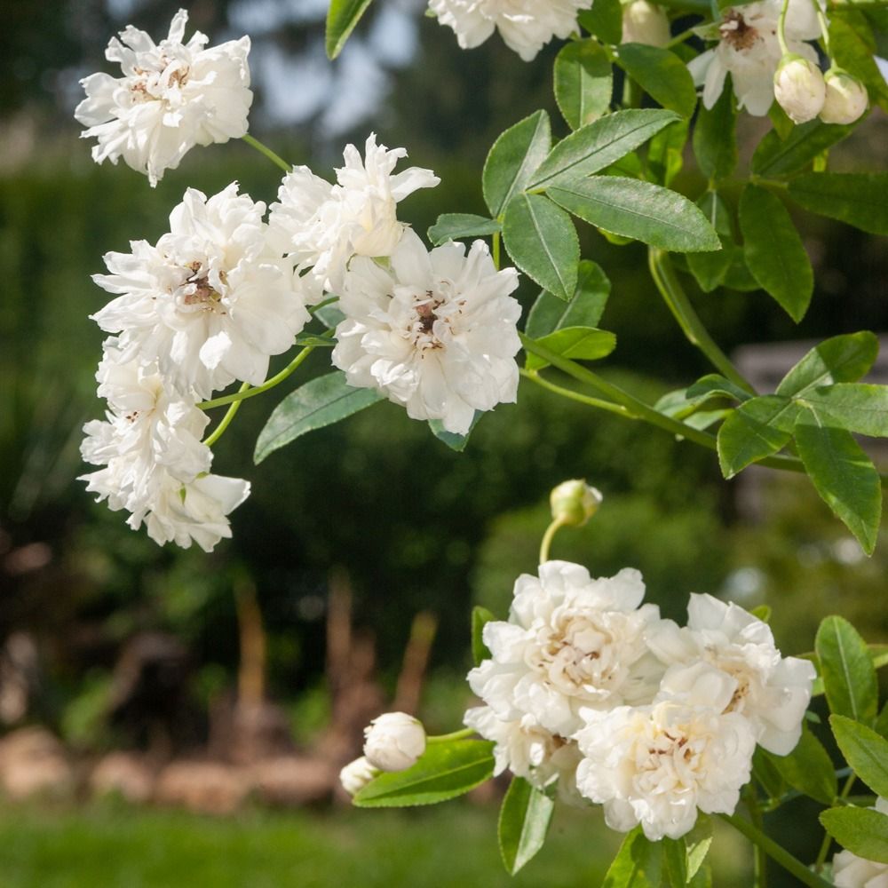 Rosa rampicante banksiae Purezza main product photo