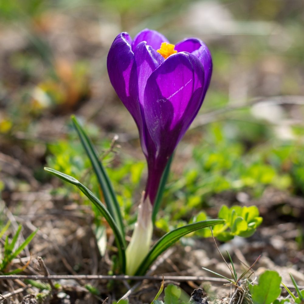 Croco a grandi fiori Flower Record main product photo