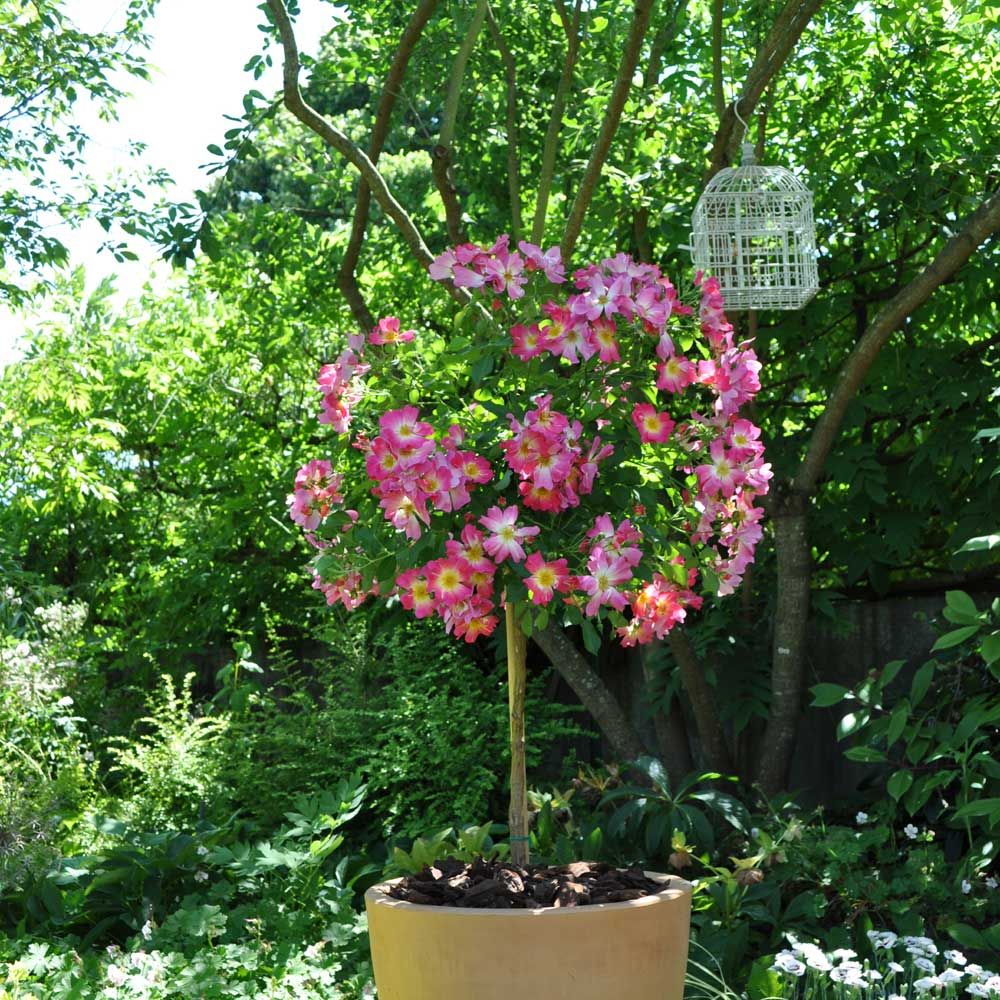 Rosa ad alberello Pink DRIFT Meijocos main product photo