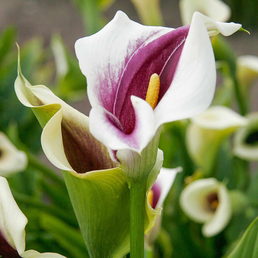Calla Picasso main product photo