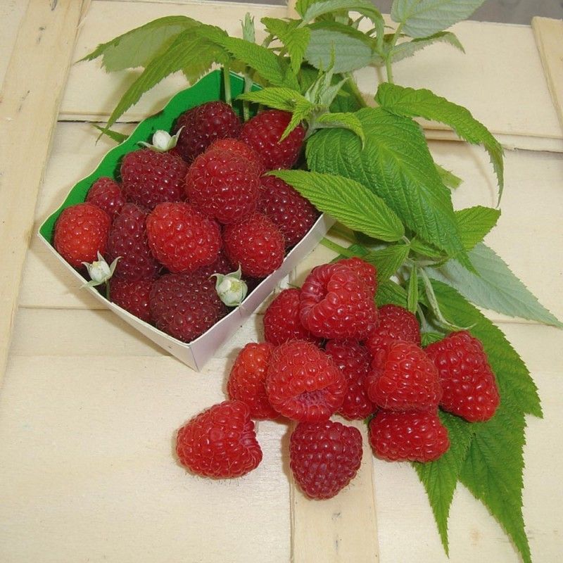 Lampone MARASTAR® main product photo