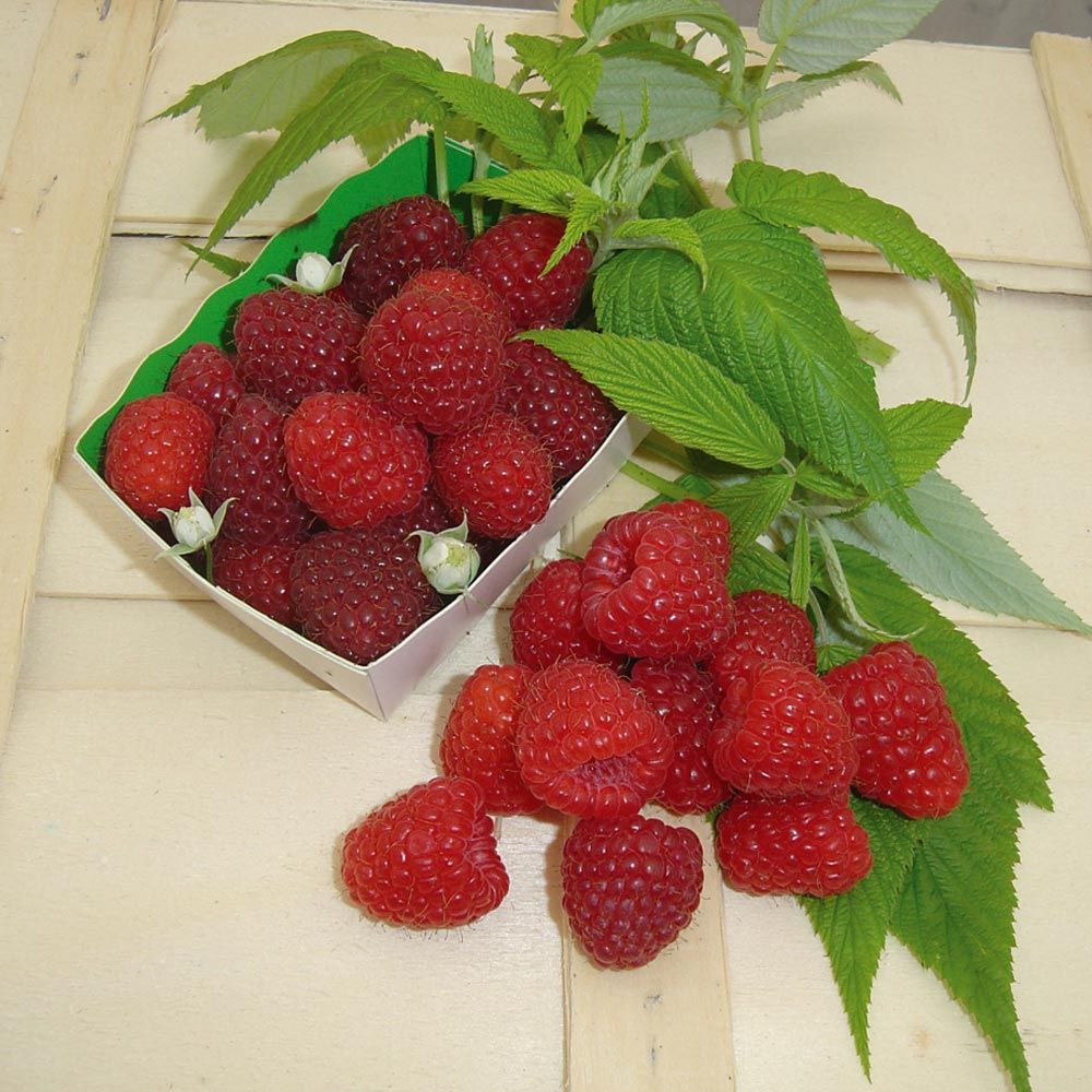 Lampone Tulameen main product photo