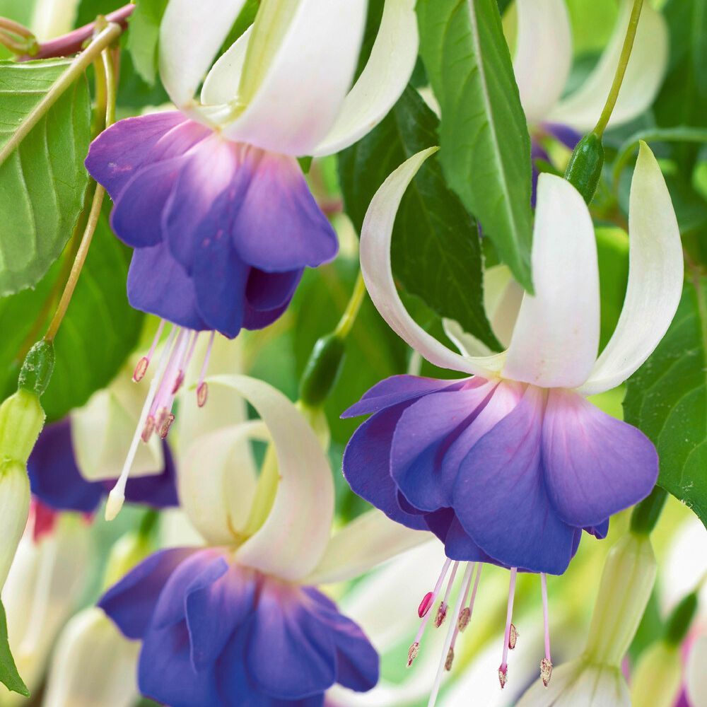 Fucsia Delta Sarah main product photo