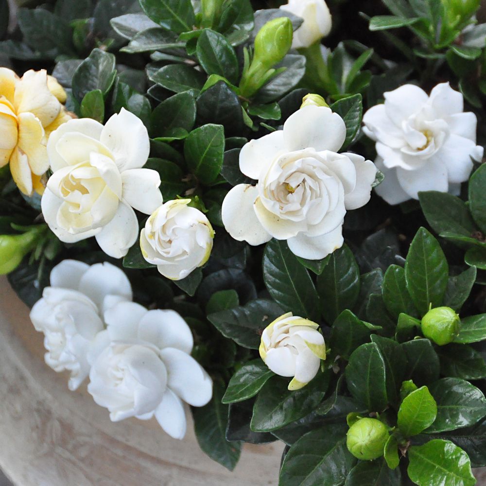 Gardenia Crown Jewel main product photo