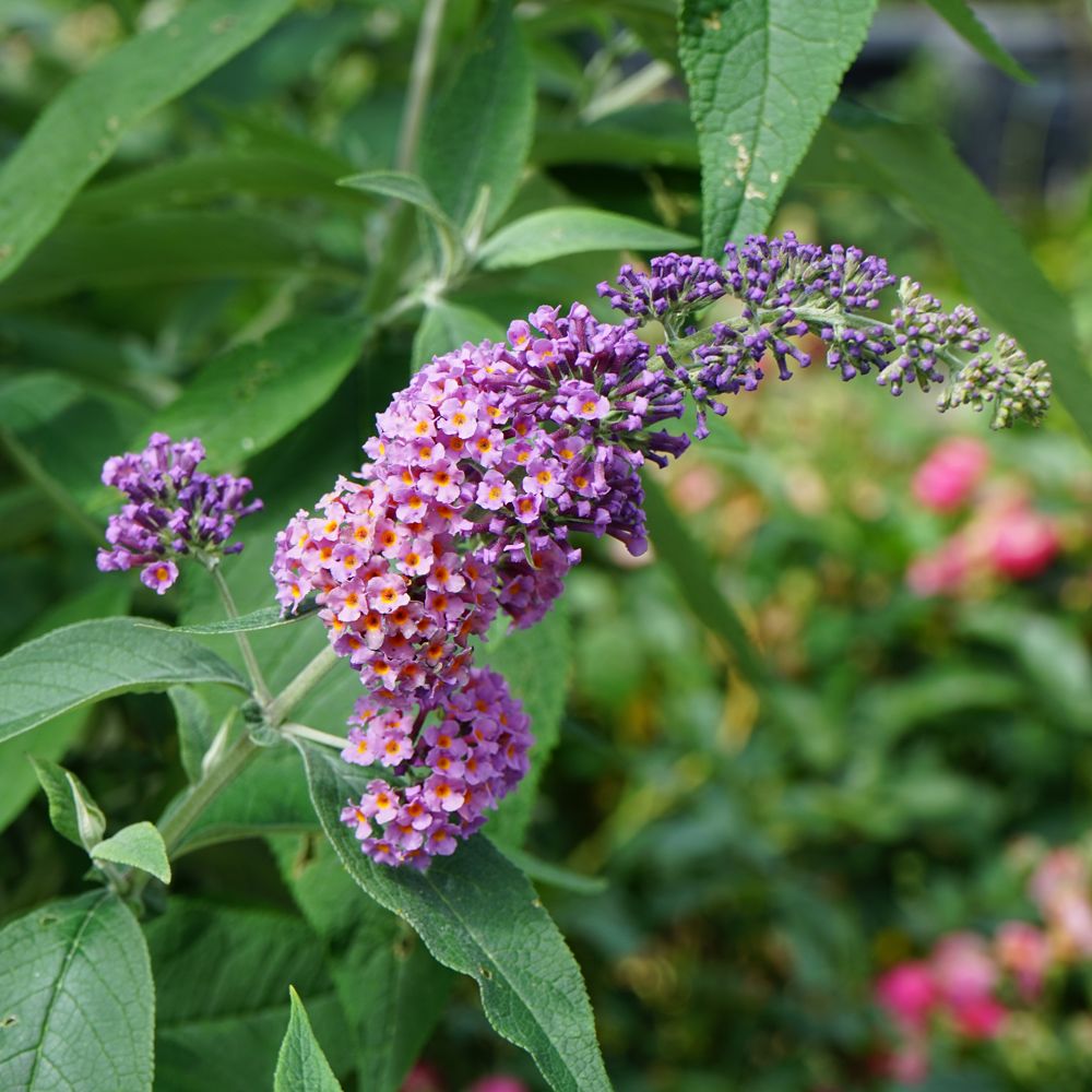 Albero Delle Farfalle O Buddleia Davidii Flower Power