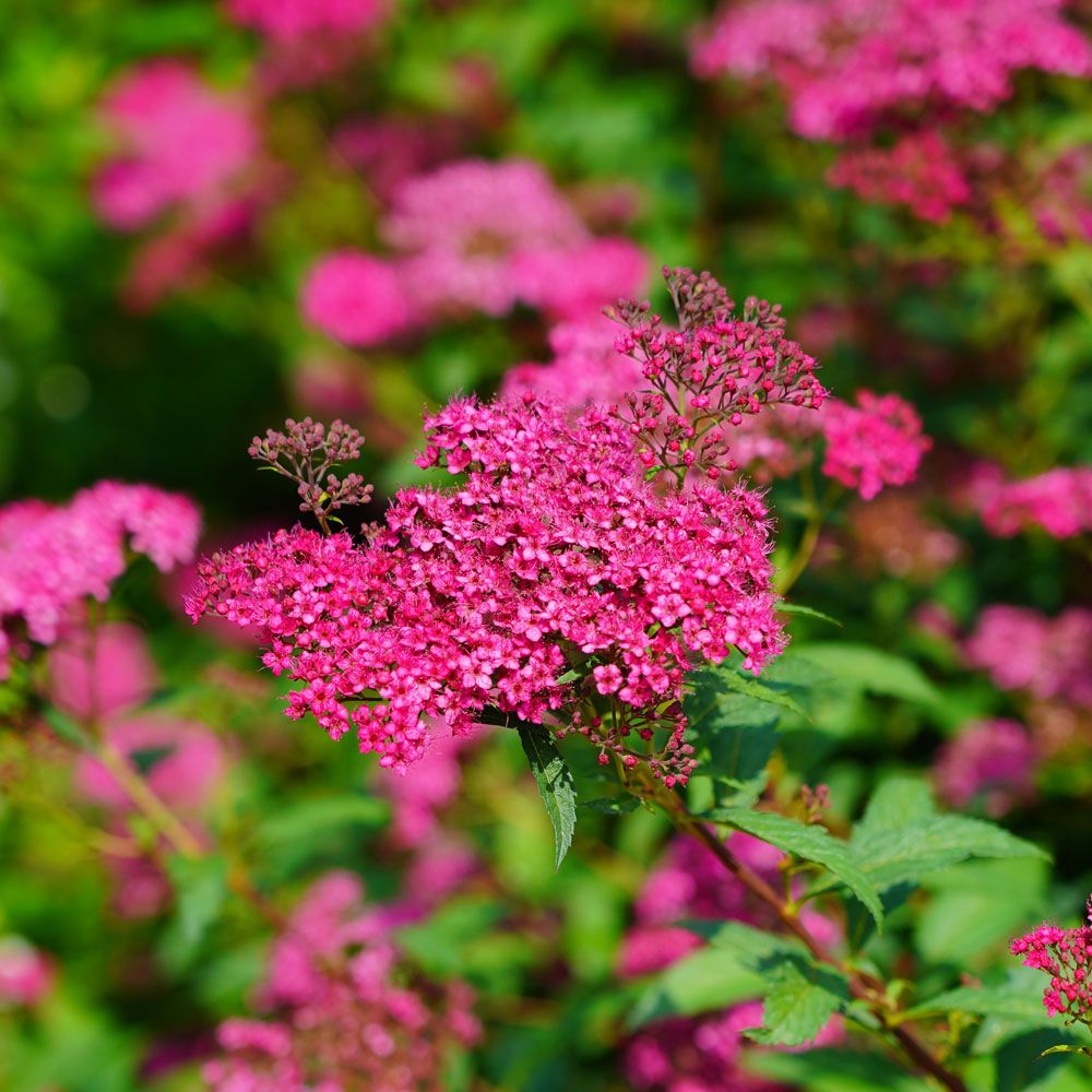 Spirea Dart's red main product photo