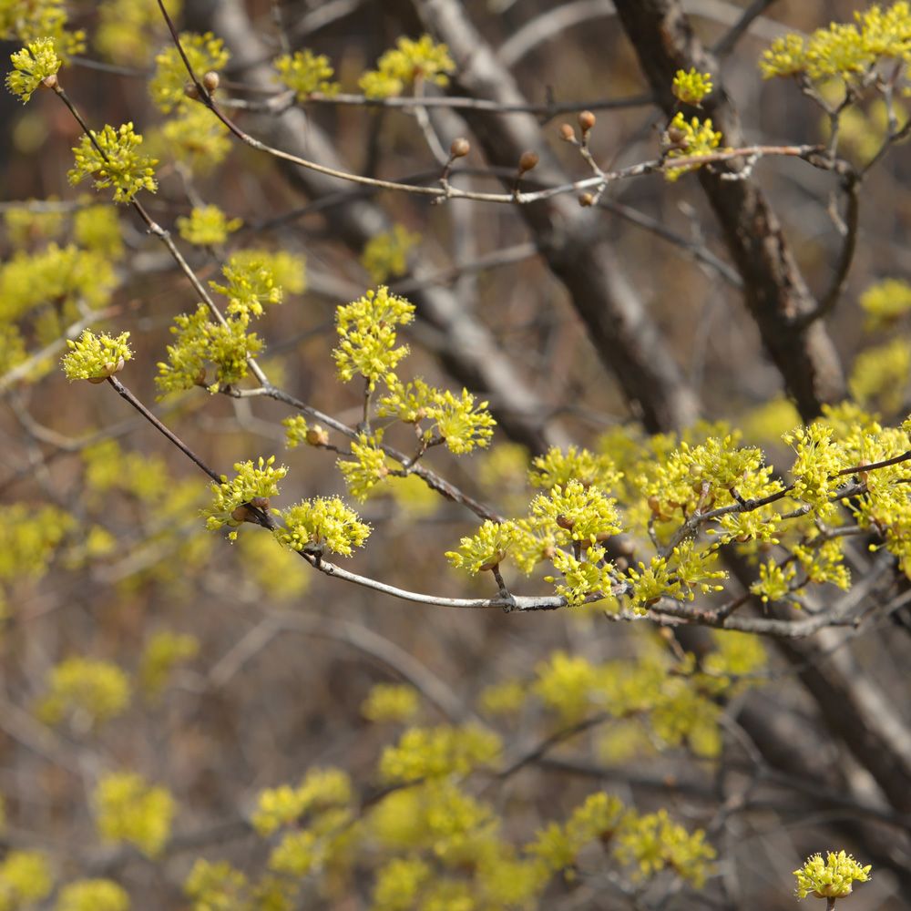 Corniolo maschio main product photo