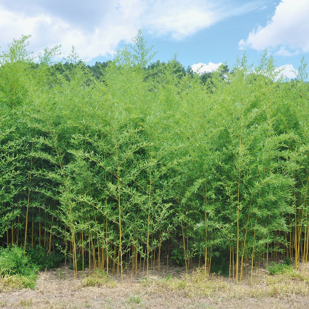 Bambù Phyllostachys aureosulcata spectabilis main product photo