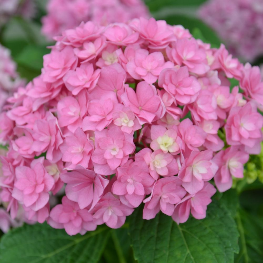 Ortensia o Hydrangea macrophylla YOU & ME® Together Youmefive main product photo