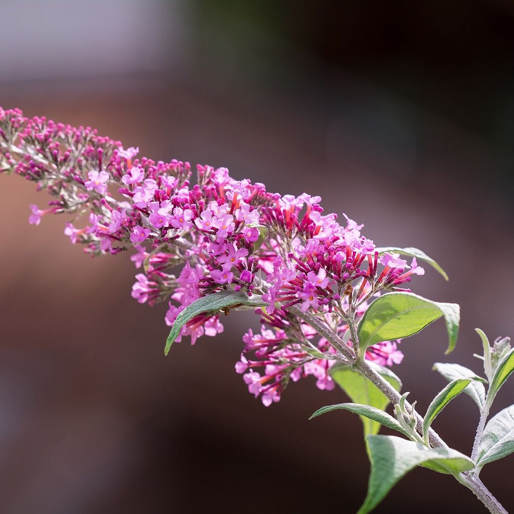 Albero delle farfalle o Buddleia davidii Pink Delight main product photo