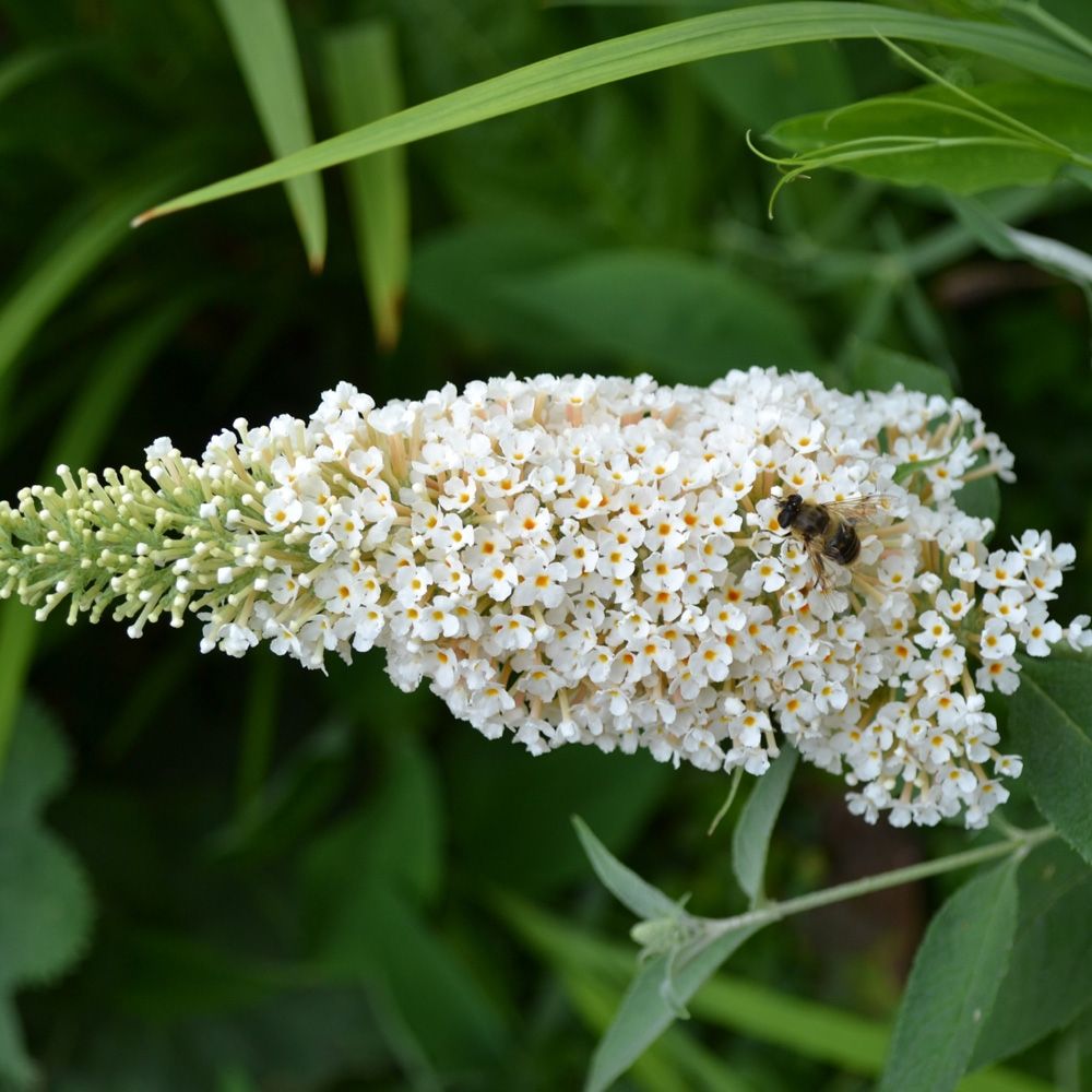 Albero delle farfalle o Buddleia davidii White Profusion main product photo