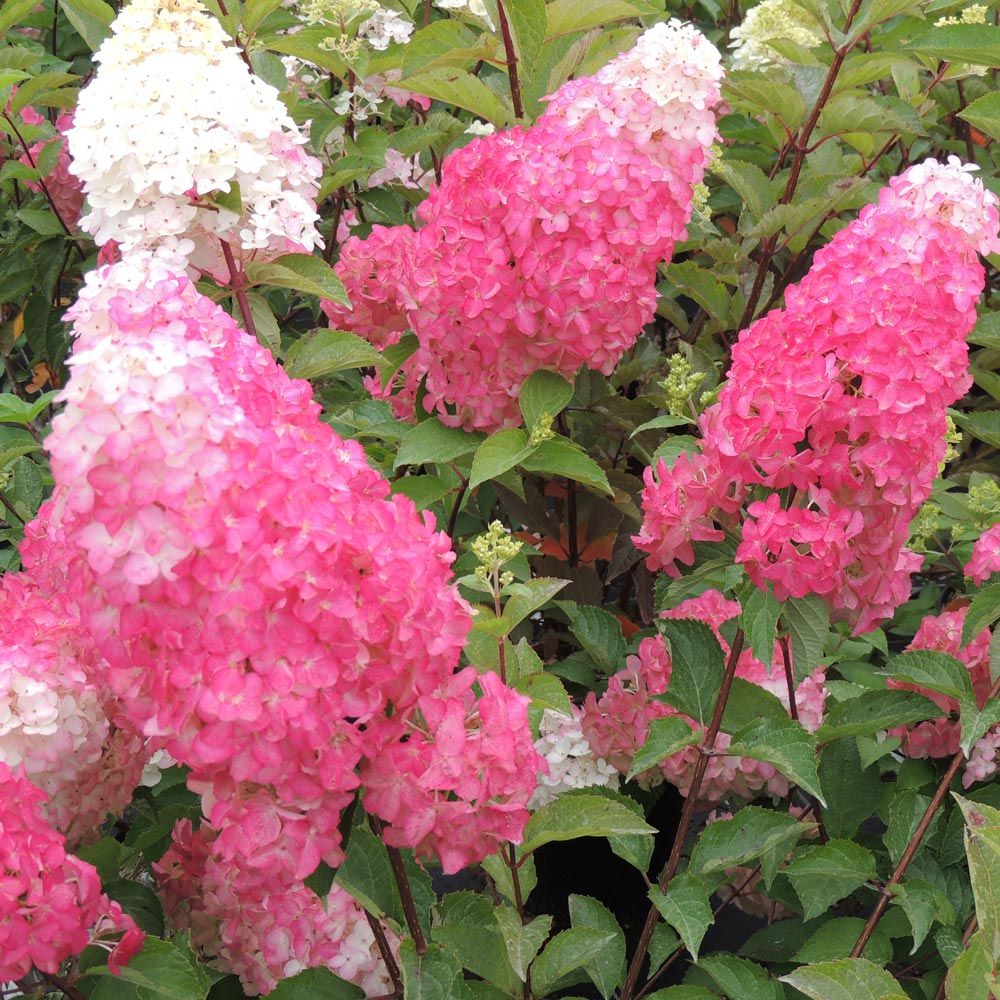 Ortensia paniculata o Hydrangea paniculata FRAISE MELBA® Renba main product photo