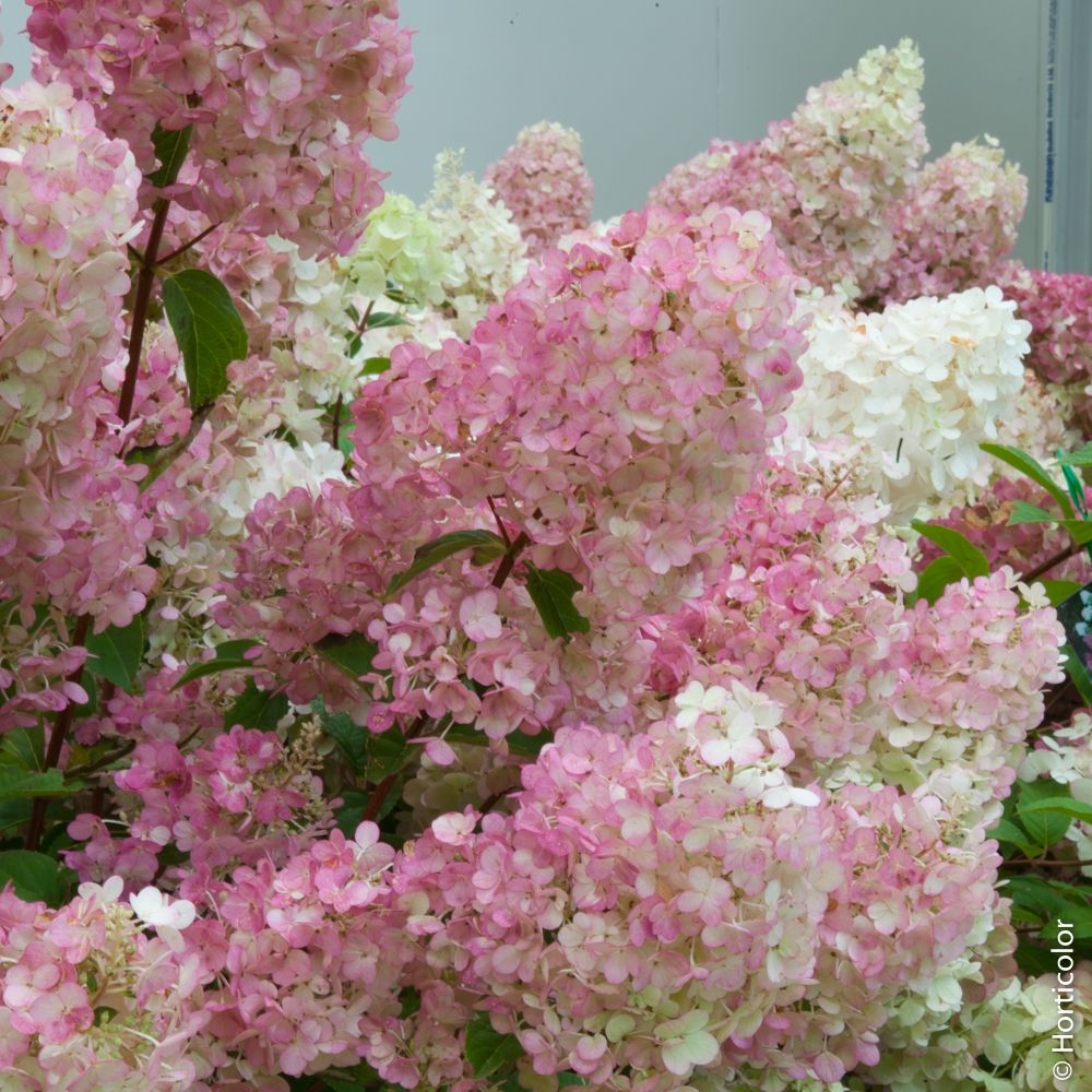 Ortensia paniculata o Hydrangea paniculata SUNDAE FRAISE® Rensun main product photo