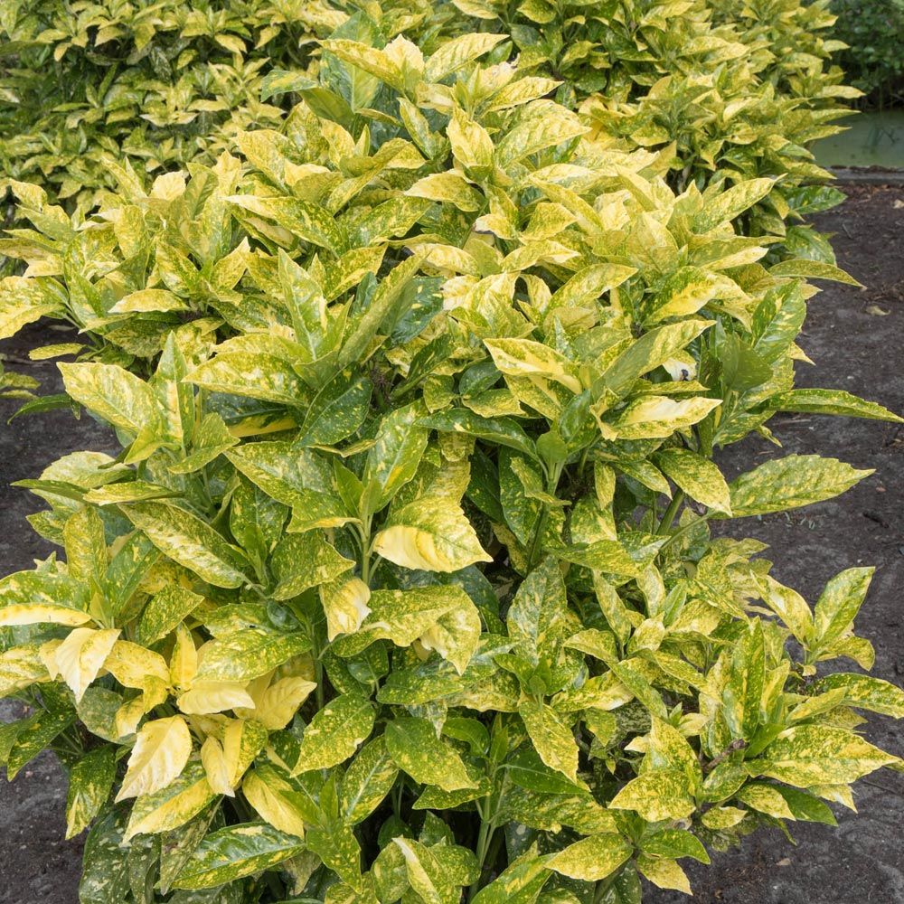 Aucuba japonica Crotonifolia main product photo