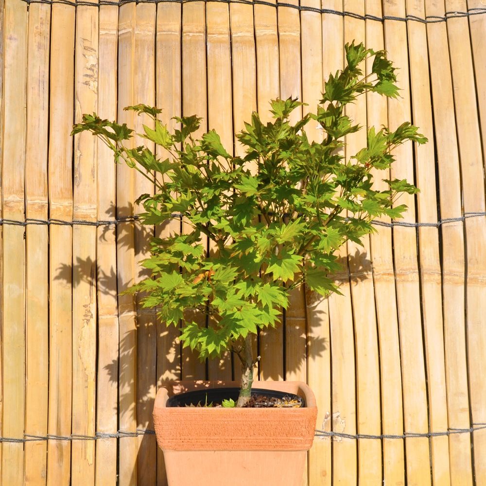 Acero giapponese o Acer shirasawanum Aureum main product photo