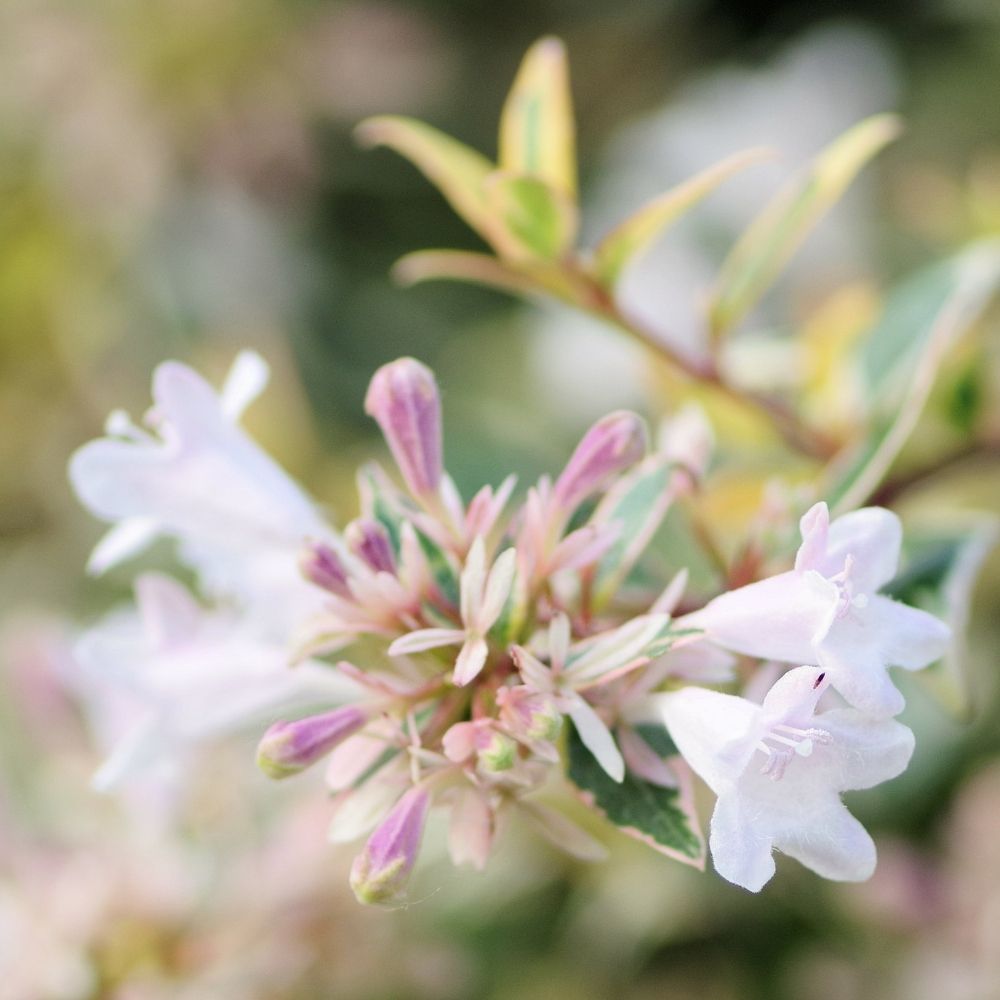 Abelia variegata o Abelia grandiflora SPARKLING SILVER ® main product photo