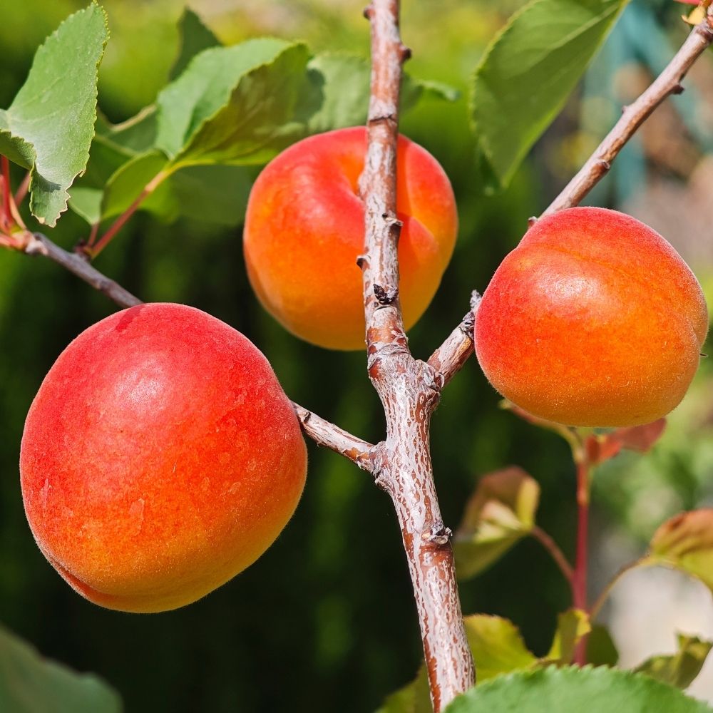 Albicocco Nano GARDEN APRIGOLD ® main product photo